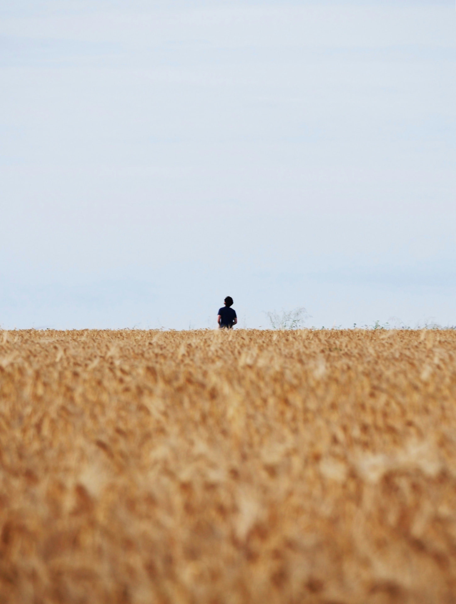Eine einzelne Person steht klein in einem weiten goldenen Feld
